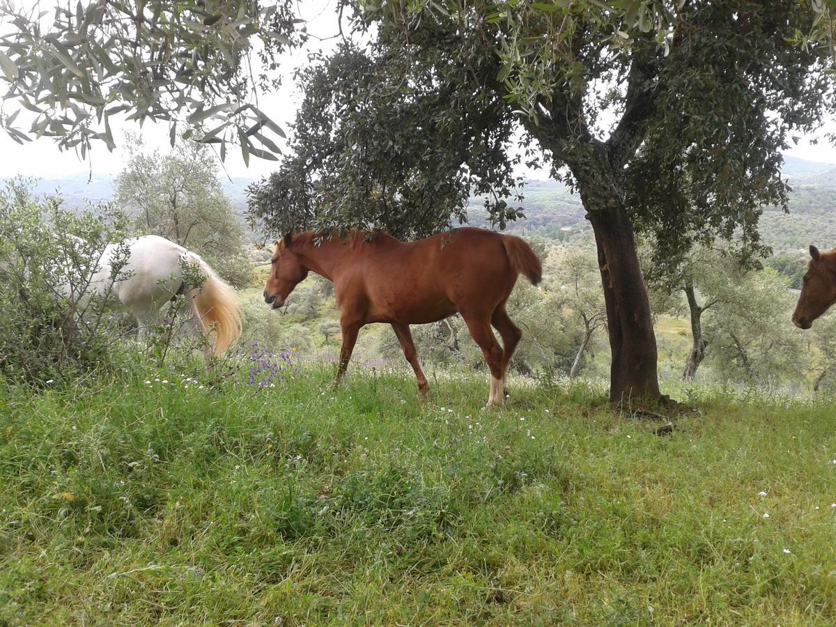 Finca La Carnicera Constantina Exterior foto
